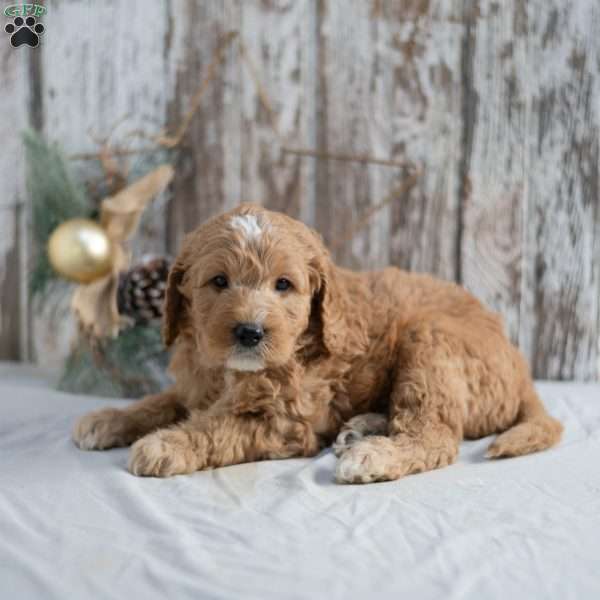 Gregory, Mini Goldendoodle Puppy